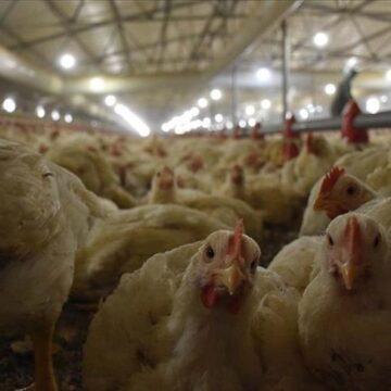 Chicken meat output at 2.2 million tons in 2021